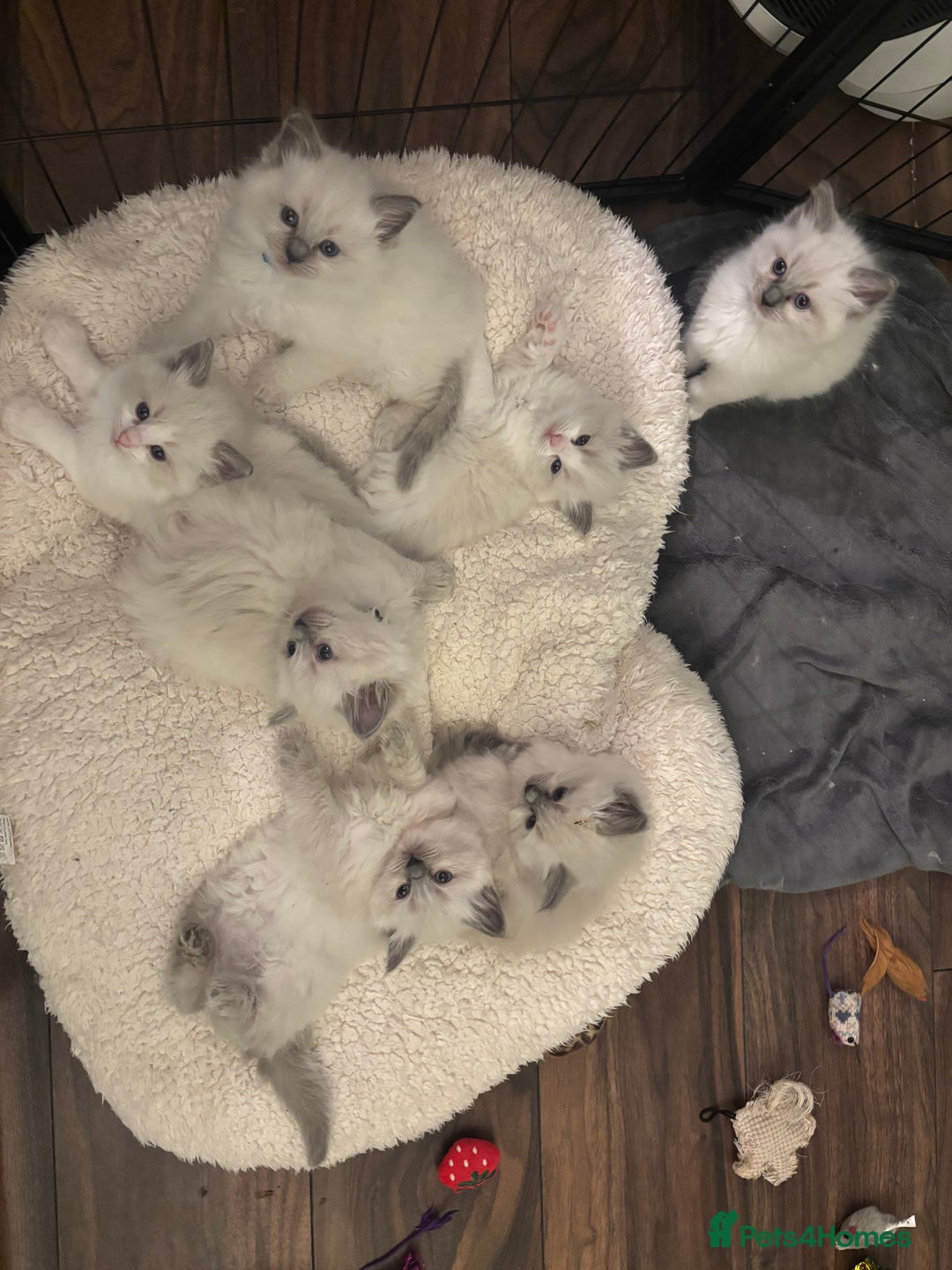 Ragdoll cats for sale: RAGDOLLS KITTENS **INC INSURANCE & STARTER PACK** - Advert 2