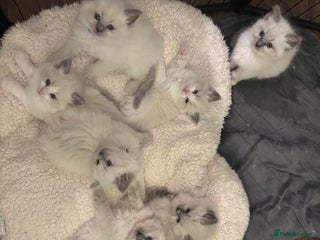 Ragdoll cats RAGDOLLS KITTENS **INC INSURANCE & STARTER PACK** - Advert 1
