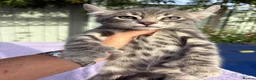 Keetso cats for sale: Superb polydactyl curled eared Keetso kittens.  - Advert 31