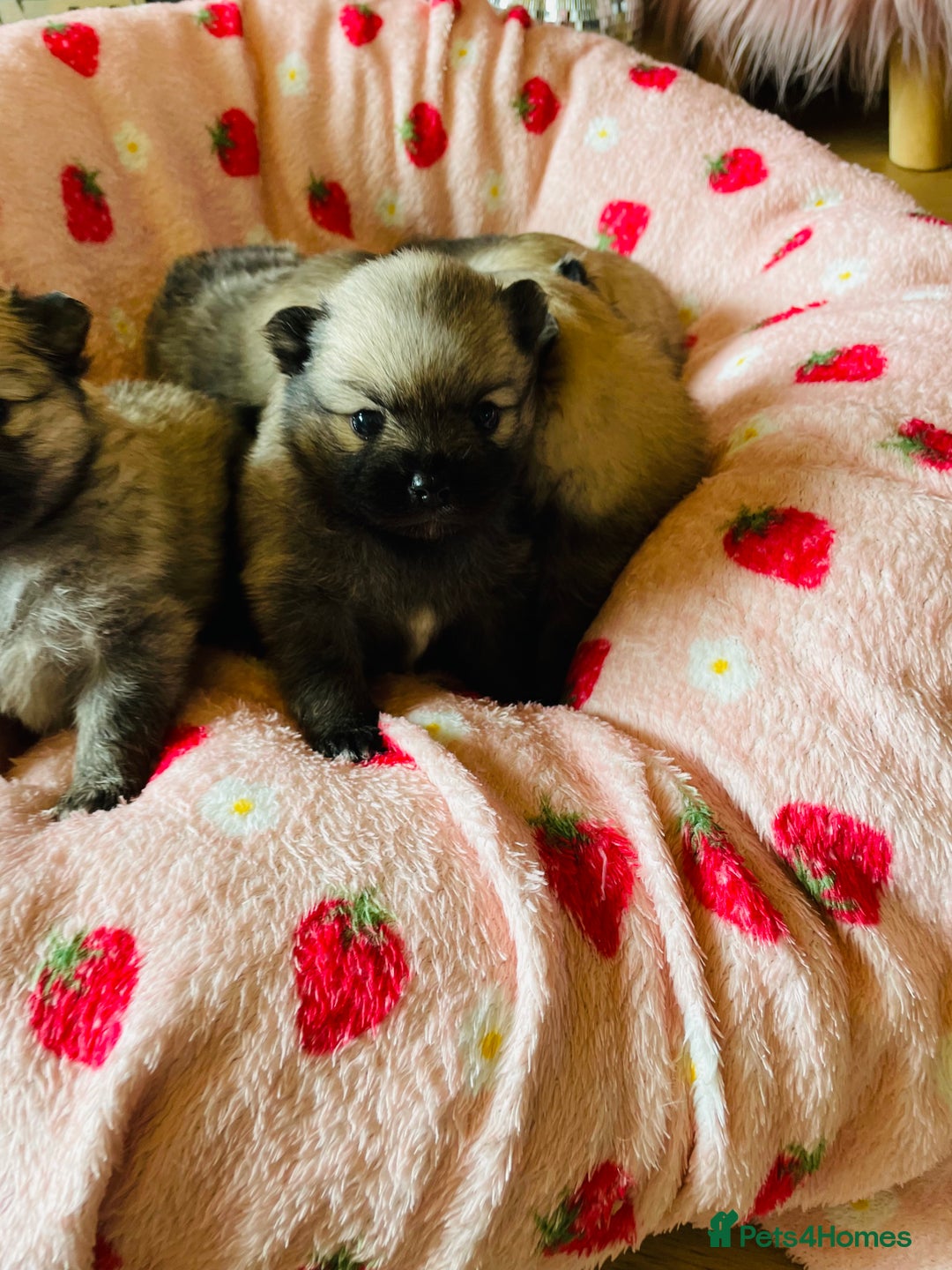 Pomeranian dogs for sale: KC Teddy Bear Pomeranians  - Image 6