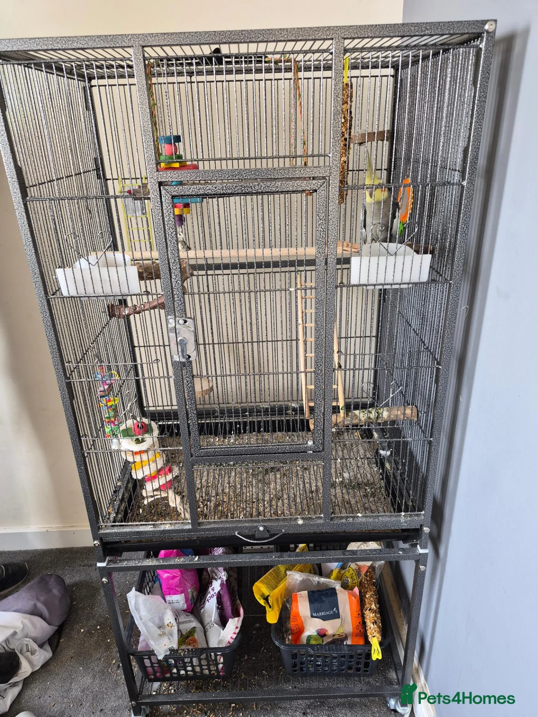 Cockatiels birds for sale: Cockateil for sale with cage  in Weston-super-Mare - Advert 2