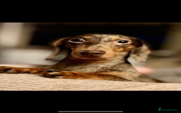 Miniature Dachshund dogs for sale: READY TO LEAVE Rainbow KC Reg Miniature Dachshunds - Image 14