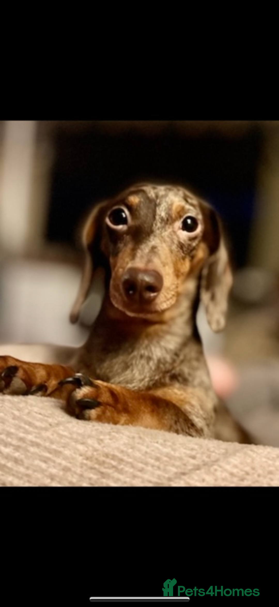 Miniature Dachshund dogs for sale: READY TO LEAVE Rainbow KC Reg Miniature Dachshunds - Image 14