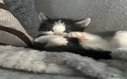 American Shorthair cats for sale: Kittens for sale  - Image 4