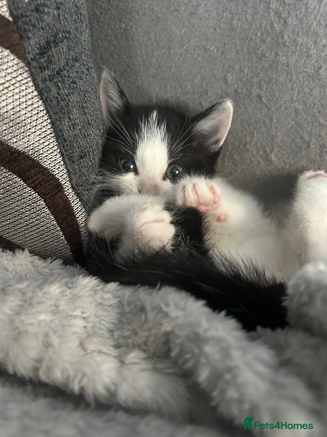 American Shorthair cats for sale: Kittens for sale  - Image 4