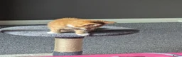 Mixed Breed cats for sale: Three adorable kittens 💕🐈😺 - Advert 8