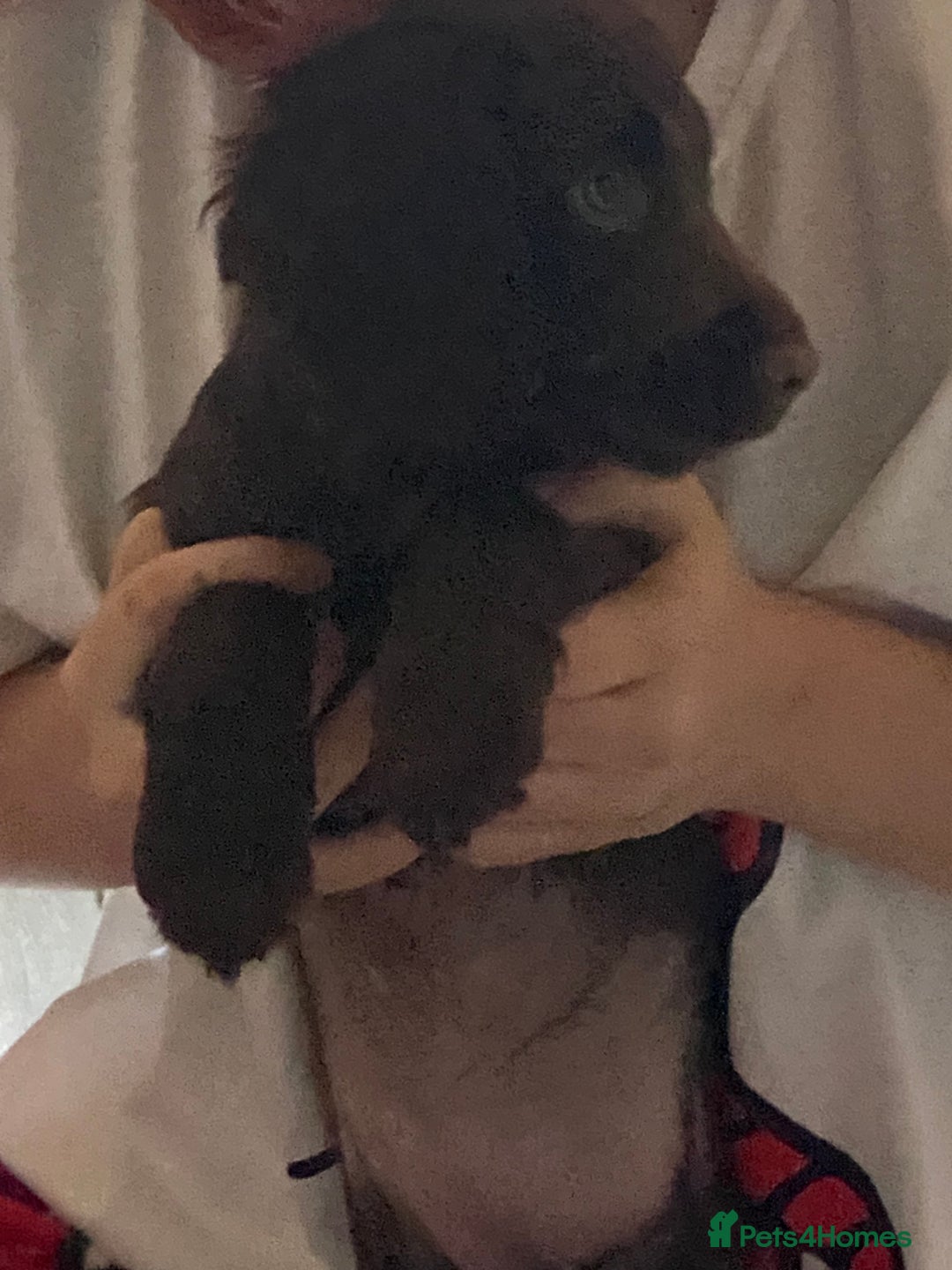 English Springer Spaniel dogs for sale: Girl springer spaniel  - Advert 3