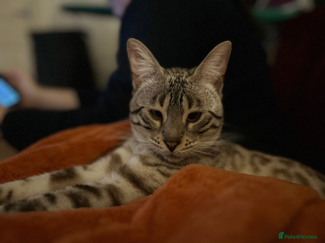 Bengal cats for sale: Ozzie - 1y Snow Bengal needs a single animal home - Image 9