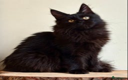 Maine Coon cats for sale: Beautiful pure bread maine coon kittens  - Image 18