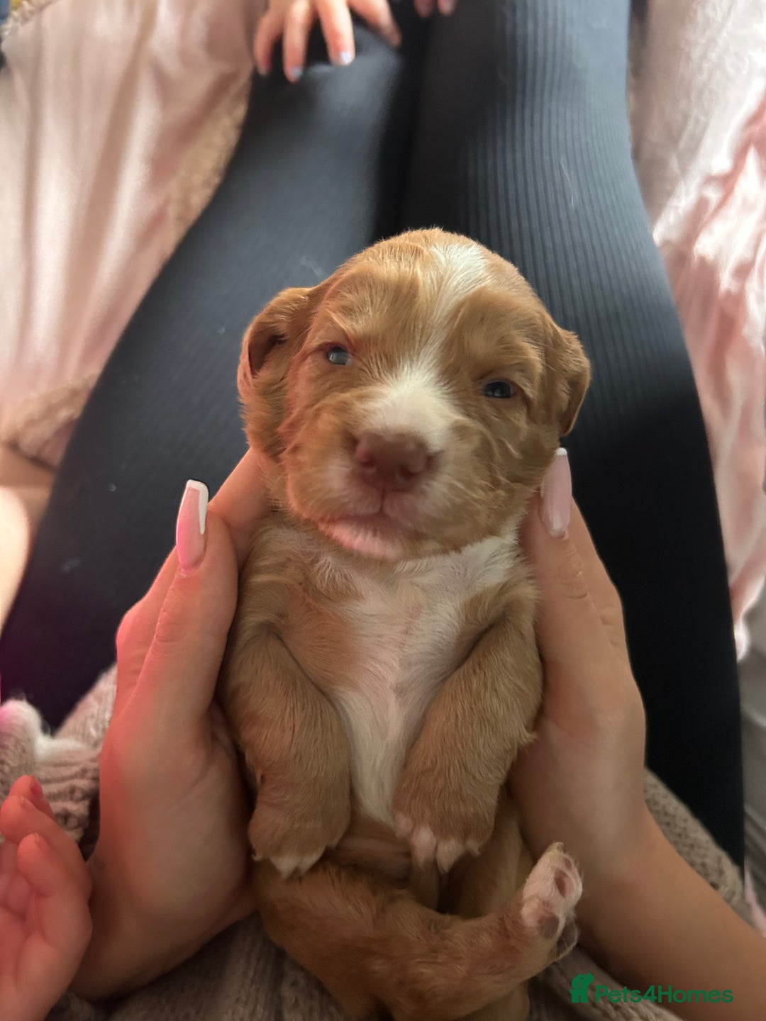 Cocker Spaniel dogs for sale: Gorgeous cocker spaniel pups(ONLY 1 REMAINING)  - Advert 14