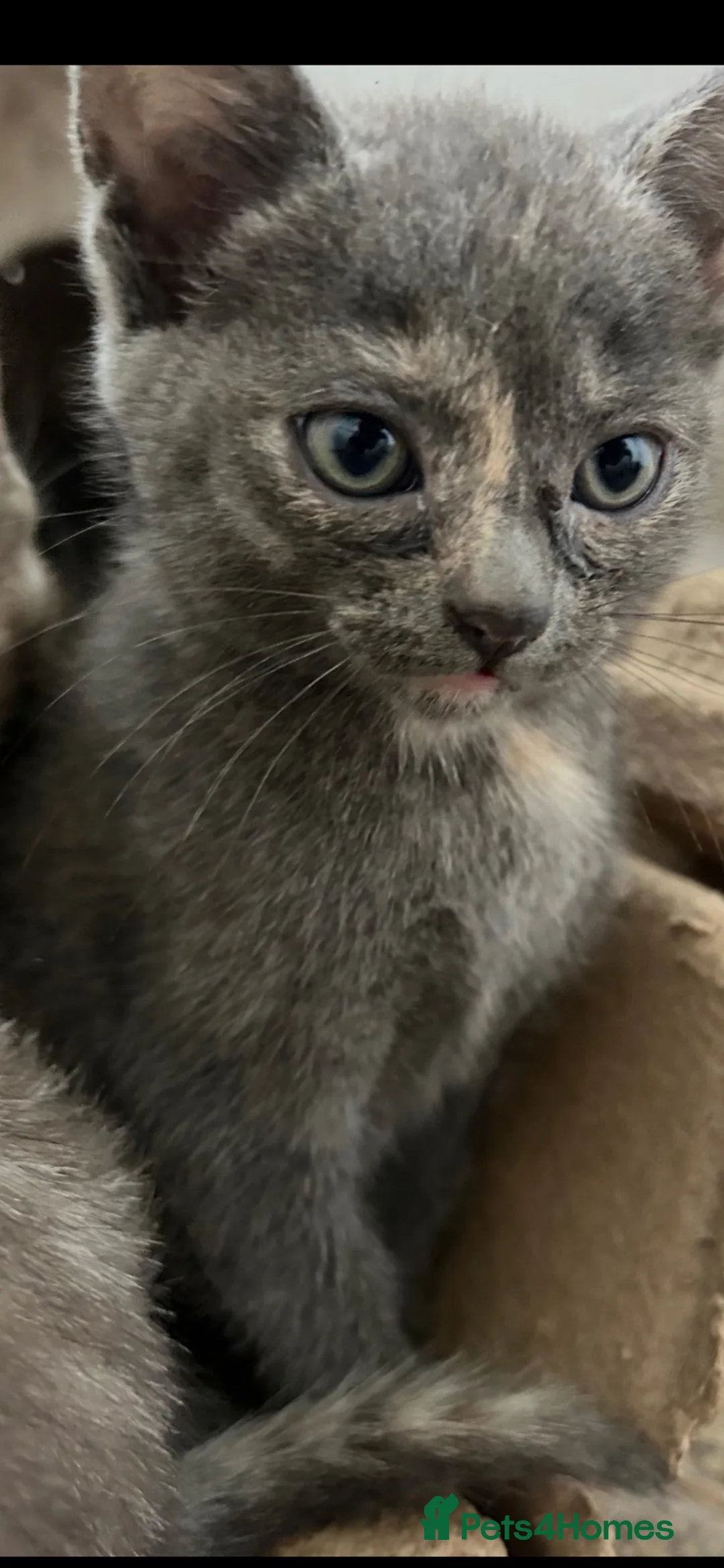 Mixed Breed cats for sale: Beautiful half Siamese Kittens  - Advert 10