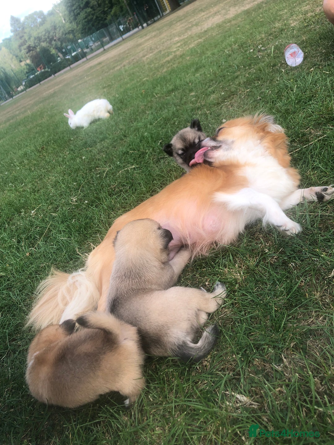 Pomchi dogs for sale: Meet dollys Beautiful pomchi puppies  - Image 4