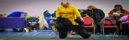 Standard Poodle dogs for sale: The Magnificent Seven Standard Poodle Puppies - Advert 12