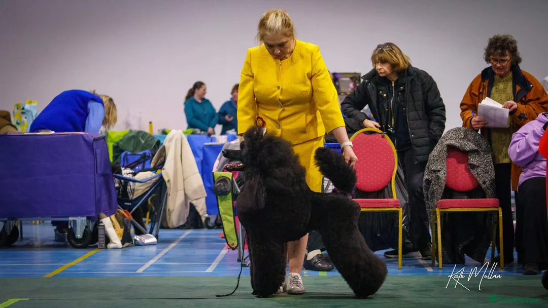 Standard Poodle dogs for sale: The Magnificent Seven Standard Poodle Puppies - Advert 12