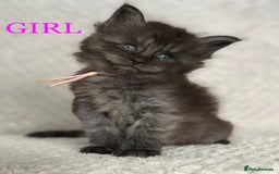Maine Coon cats for sale: MaineCoon Kittens For Sale Black Smoke - Image 9