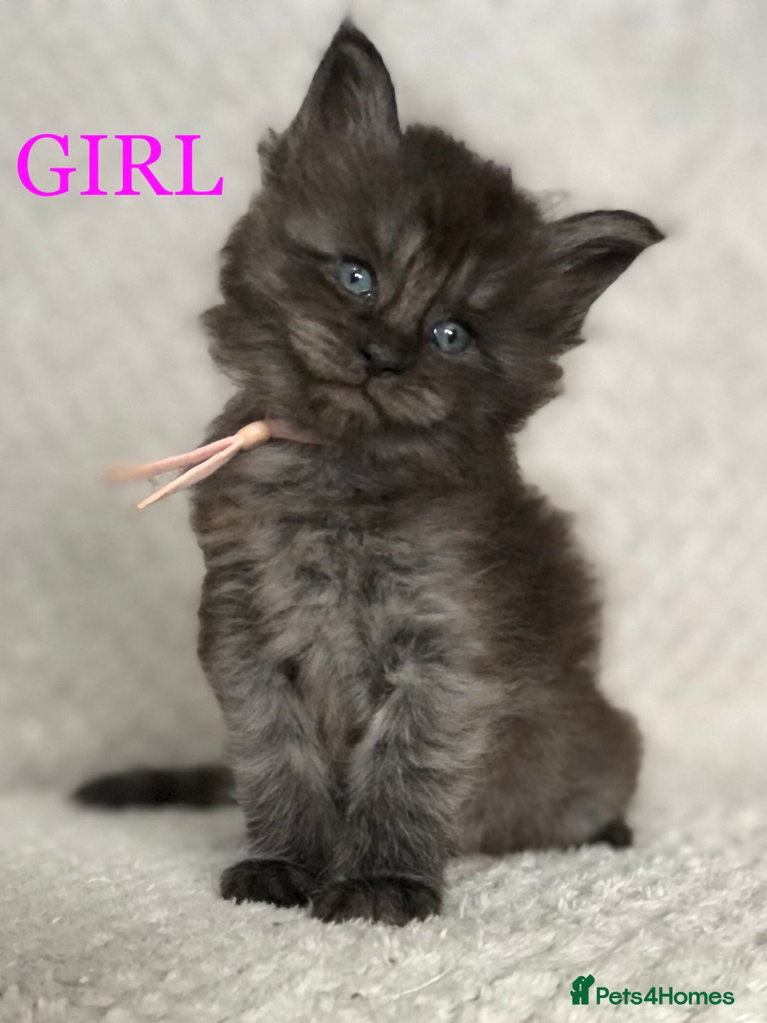 Maine Coon cats for sale: MaineCoon Kittens For Sale Black Smoke - Image 9