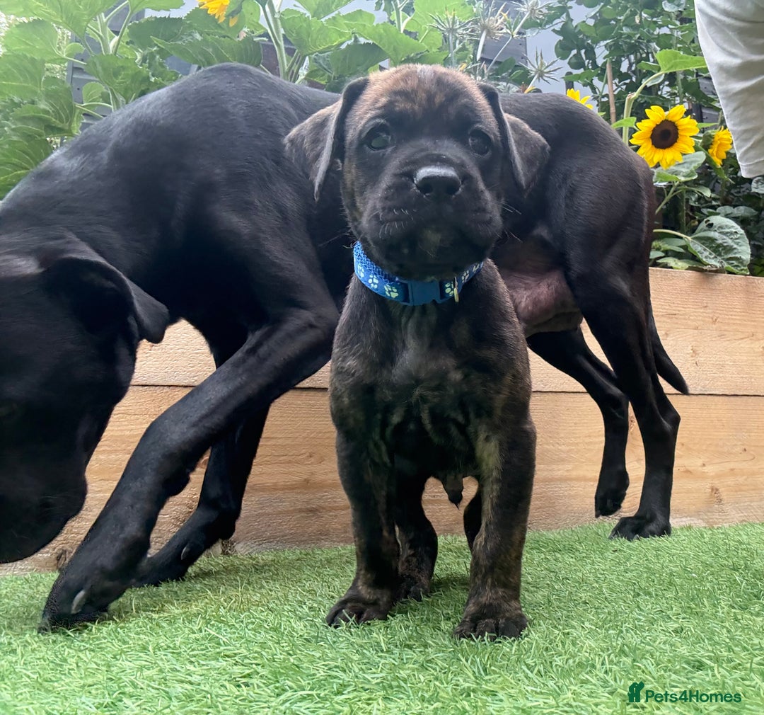 Mixed Breed dogs for sale: Male Labrador X puppy  - Image 4