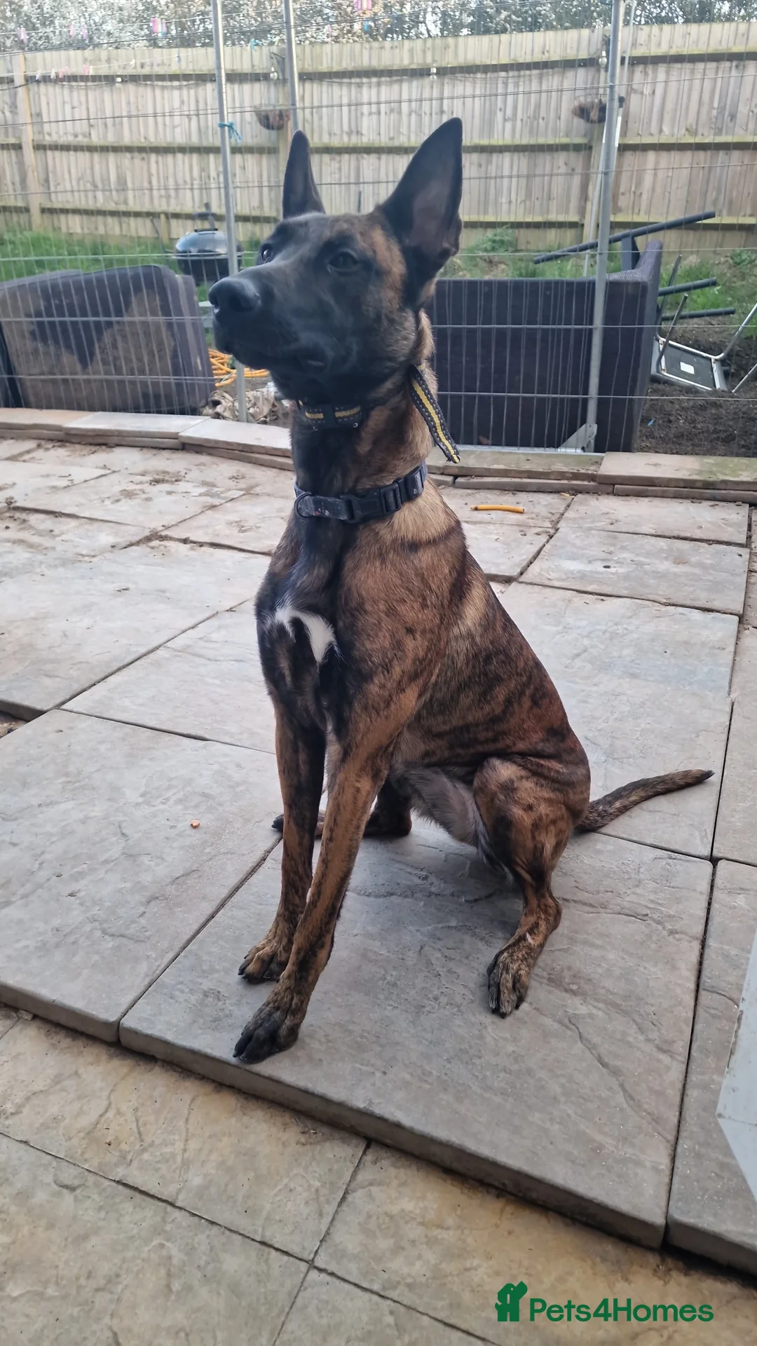 Belgian Shepherd Dog dogs for sale: Belgium malinois x Dutch hearder in Gillingham - Advert 1