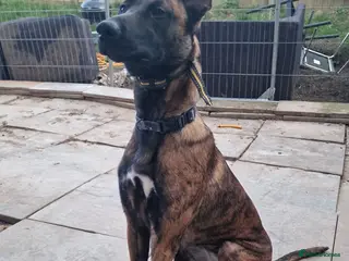 Belgian Shepherd Dog dogs Belgium malinois x Dutch hearder - Advert 1