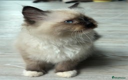 Ragdoll cats for sale: Rare European Chunky ragdolls - Image 12