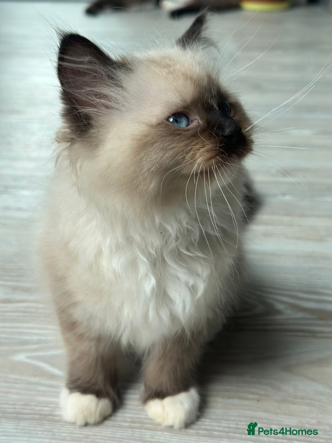 Ragdoll cats for sale: Rare European Chunky ragdolls - Image 12