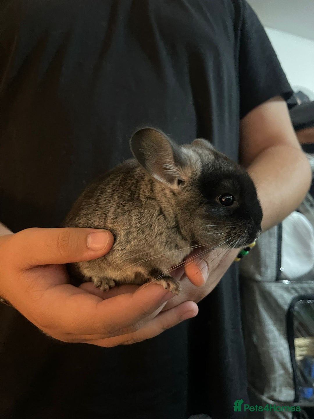 Chinchilla rodents for sale: URGENT: Two bonded mosaic female cousins - Image 2