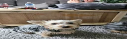 Yorkshire Terrier dogs for sale: Yorkie Pup 8 months old - Advert 5