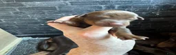 Dobermann dogs for sale: Health tested Dobermans  - Advert 4