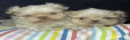 Shih Tzu dogs for sale: Tiny imperial shihtzu puppies - Advert 8