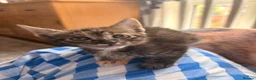 Mixed Breed cats for sale: Savannah cross kittens  - Advert 8