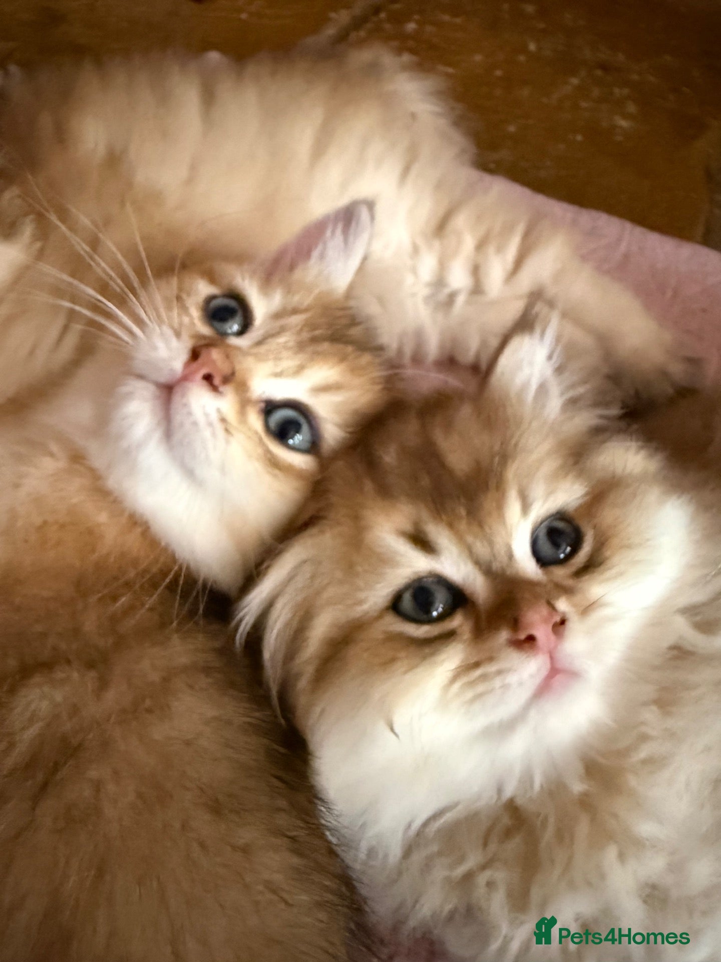 British Shorthair cats Champion lines golden BSH & BLH kittens - Advert 2