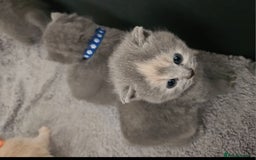 British Shorthair cats for sale: Pretty British shorthair  - Image 13