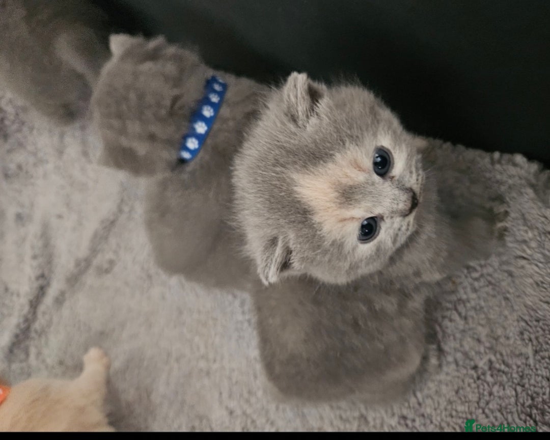 British Shorthair cats for sale: Pretty British shorthair  - Image 13