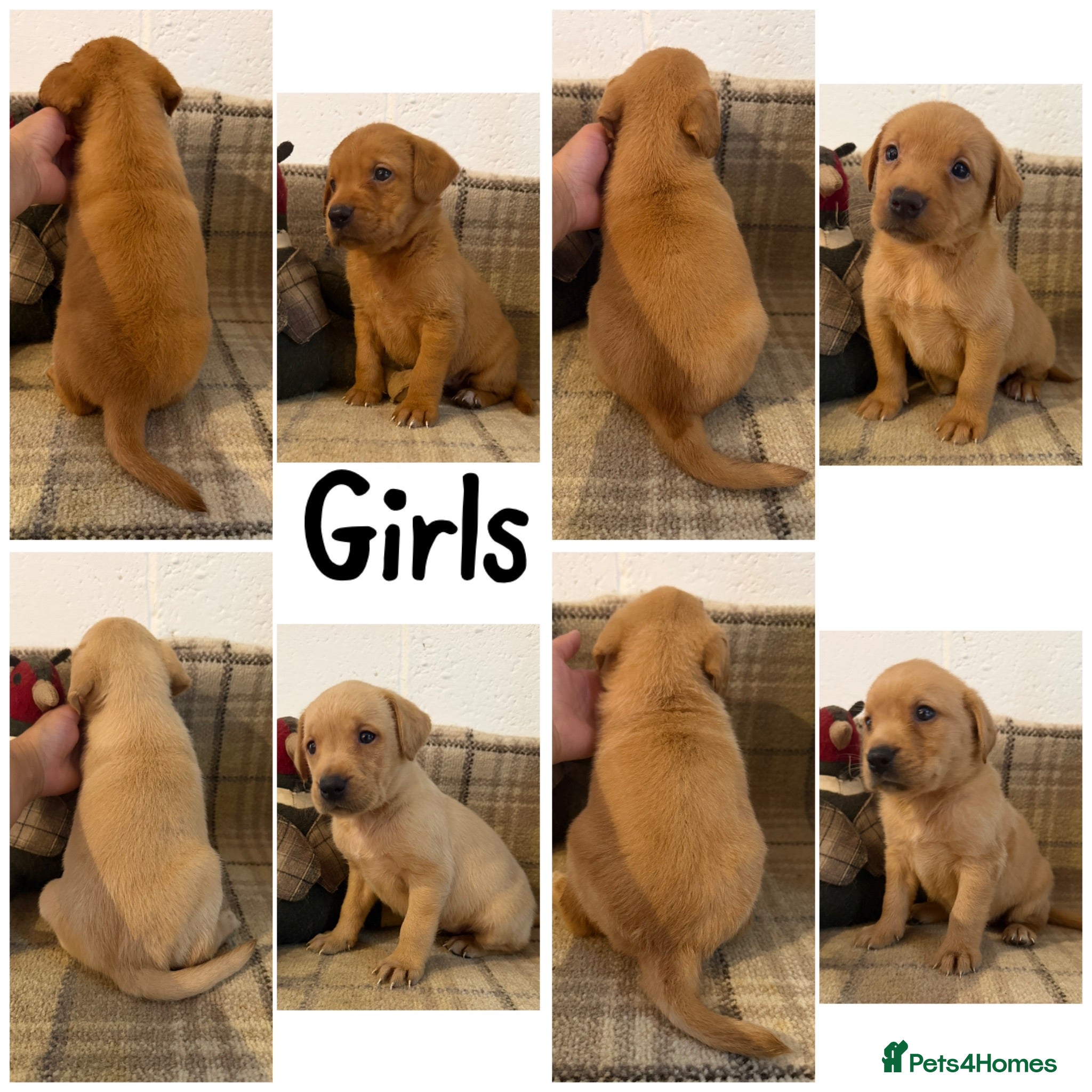 Labrador Retriever dogs Stunning KC Lab pups, health tested&many FTCH/Ws - Advert 2
