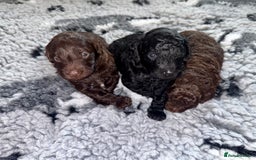 Cockapoo dogs for sale: 🐾 Beautiful F1B Cockapoos –Health Tested Parents  - Image 14