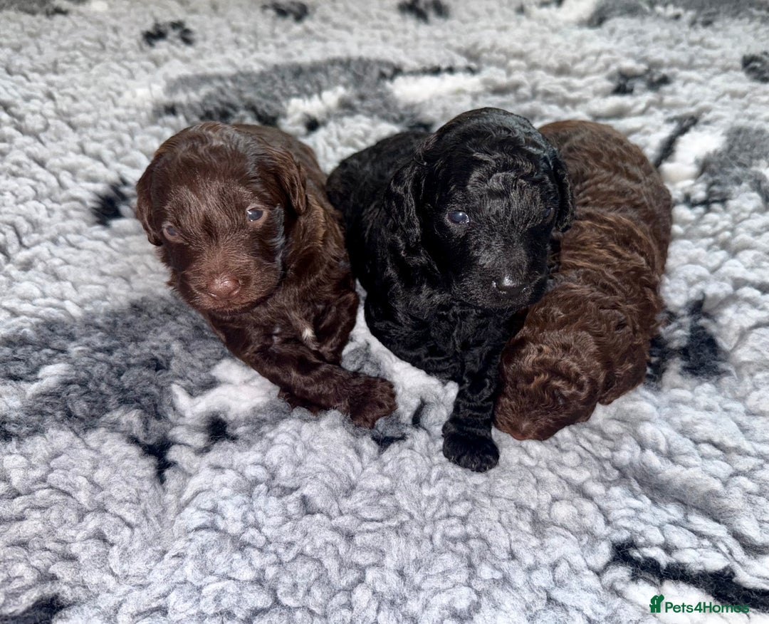 Cockapoo dogs for sale: 🐾 Beautiful F1B Cockapoos –Health Tested Parents  - Image 14