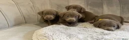Labrador Retriever dogs for sale: Stunning silver Labradors ready now  - Advert 8