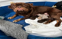 French Bulldog dogs for sale: Amazing Fluffy French bulldogs  - Advert 13