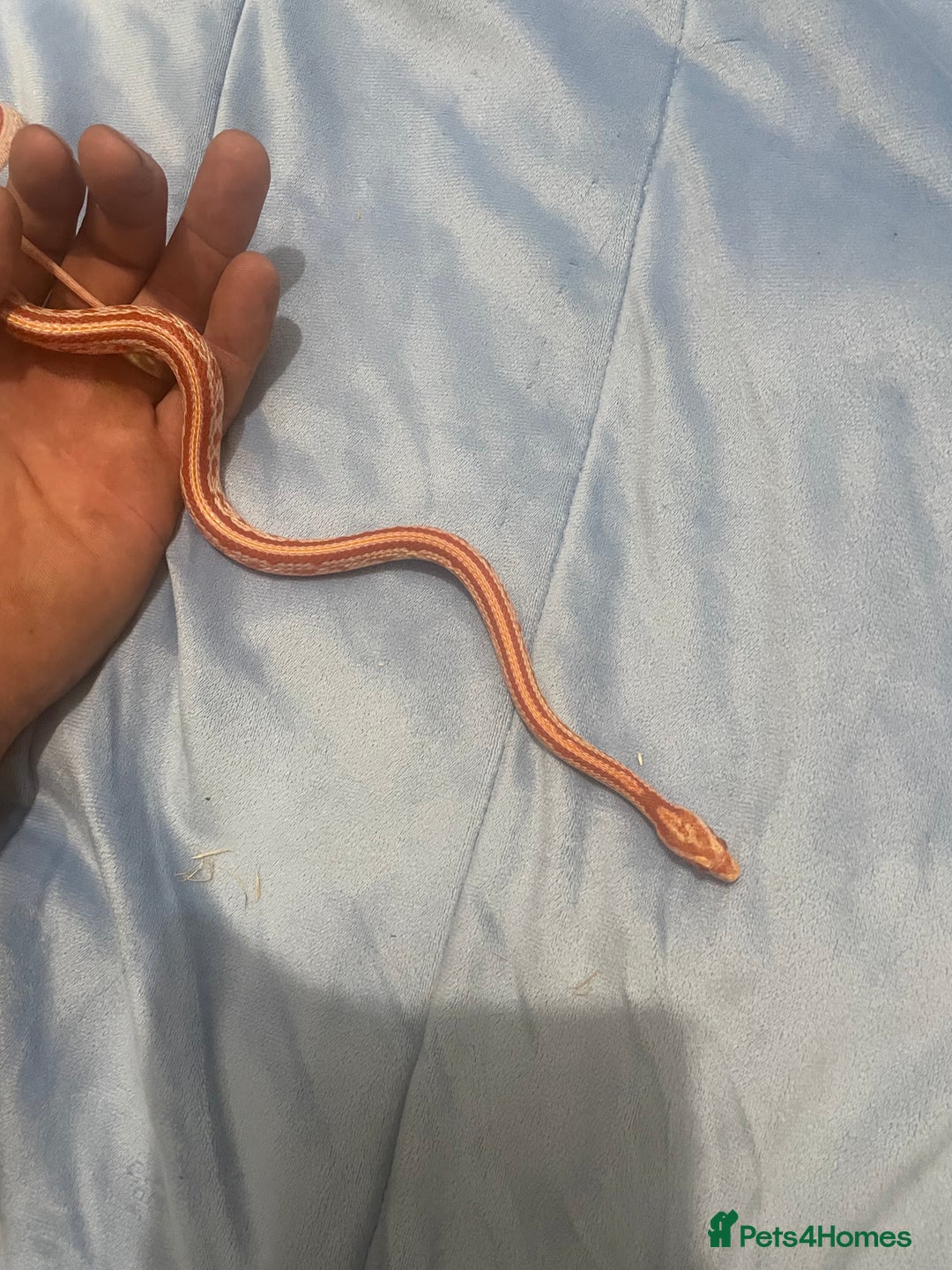 Python Snake reptiles for sale: Royal ball python - Image 12