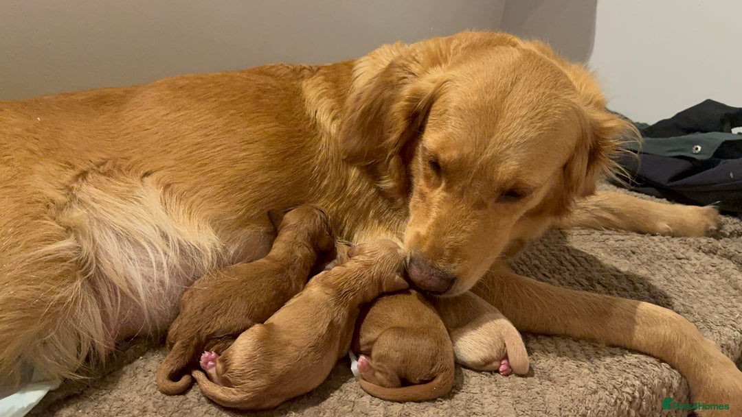 Goldendoodle dogs for sale: Hereditary clear mum. Fully hip elbow and DNA Dad. - Image 40