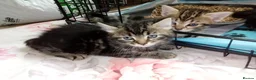Mixed Breed cats for sale: 5 Fluffy Ragdoll x Tabby kittens  - Advert 10