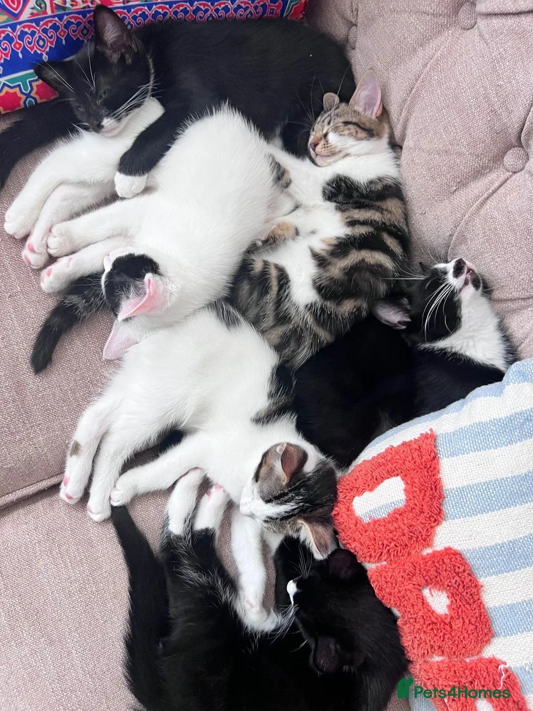 Mixed Breed cats for sale: 6 adorable cute kittens for sale in London - Advert 1