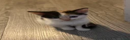 Mixed Breed cats for sale: Beautiful fur babies to go to lovley homes :)  - Advert 7
