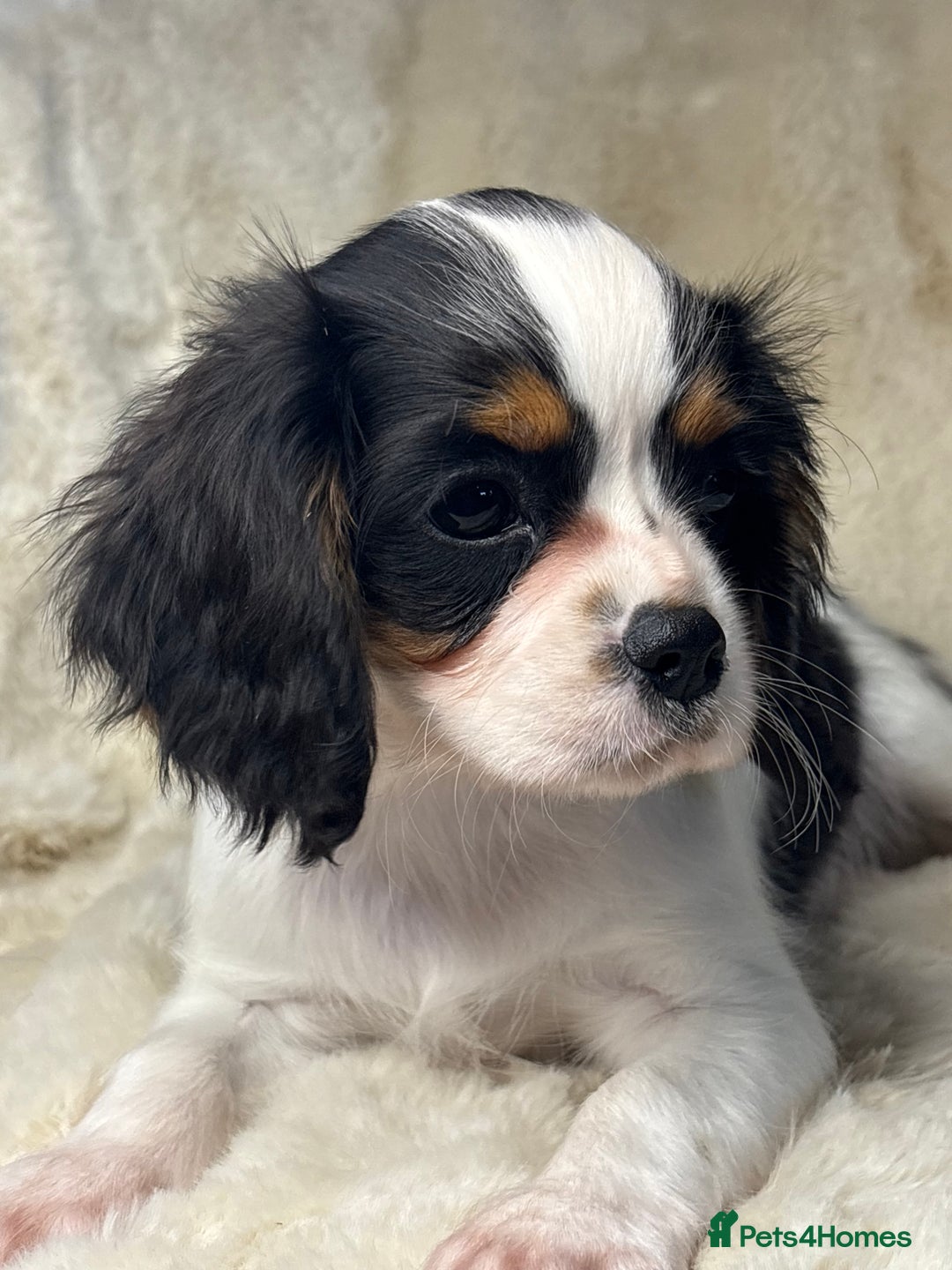 Cavalier King Charles Spaniel dogs for sale: Health tested cavalier puppies  - Advert 15