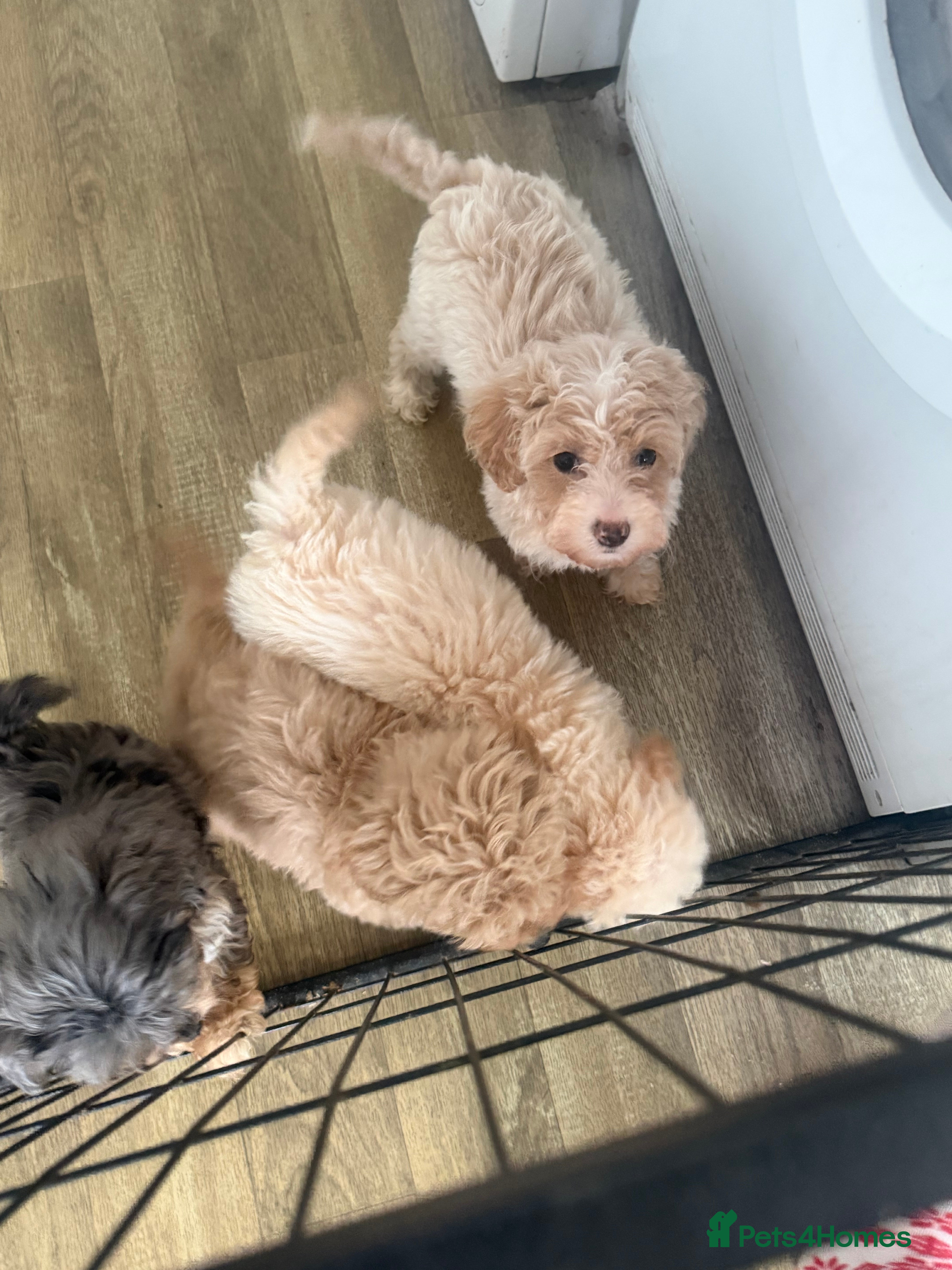 Maltipoo dogs 4 beautiful Maltipoo  - Advert 2