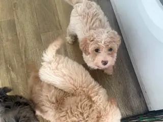 Maltipoo dogs 4 beautiful Maltipoo - Advert 2