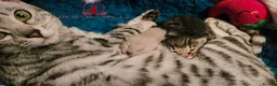 Bengal cats for sale: 🌟6 x CHAMPION BENGALS KITTENS🌟 - Advert 10