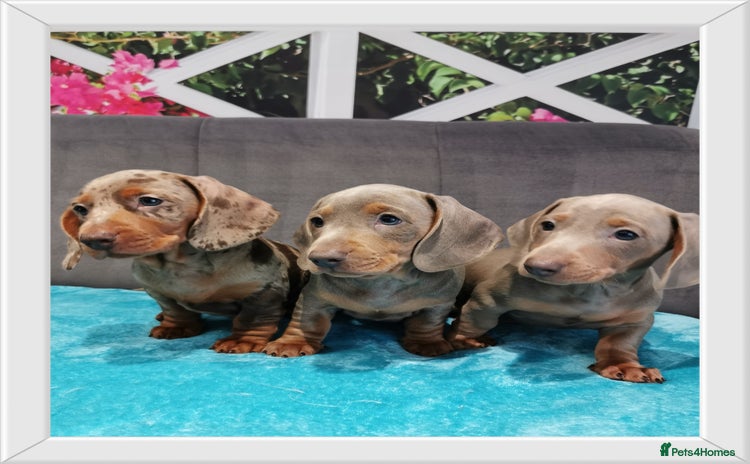 Miniature Dachshund dogs Three Musketeers Miniature Dachshund - Advert 2