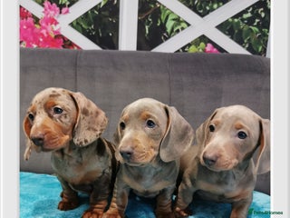 Miniature Dachshund dogs Three Musketeers Miniature Dachshund - Advert 2