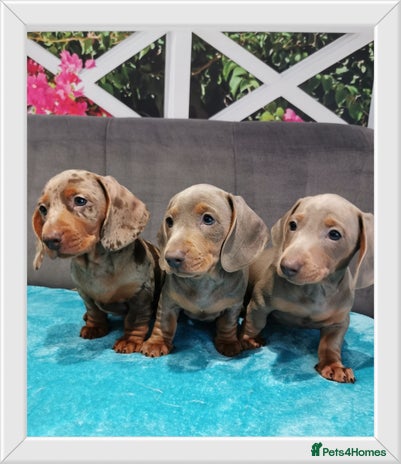 Miniature Dachshund dogs Three Musketeers Miniature Dachshund - Advert 3